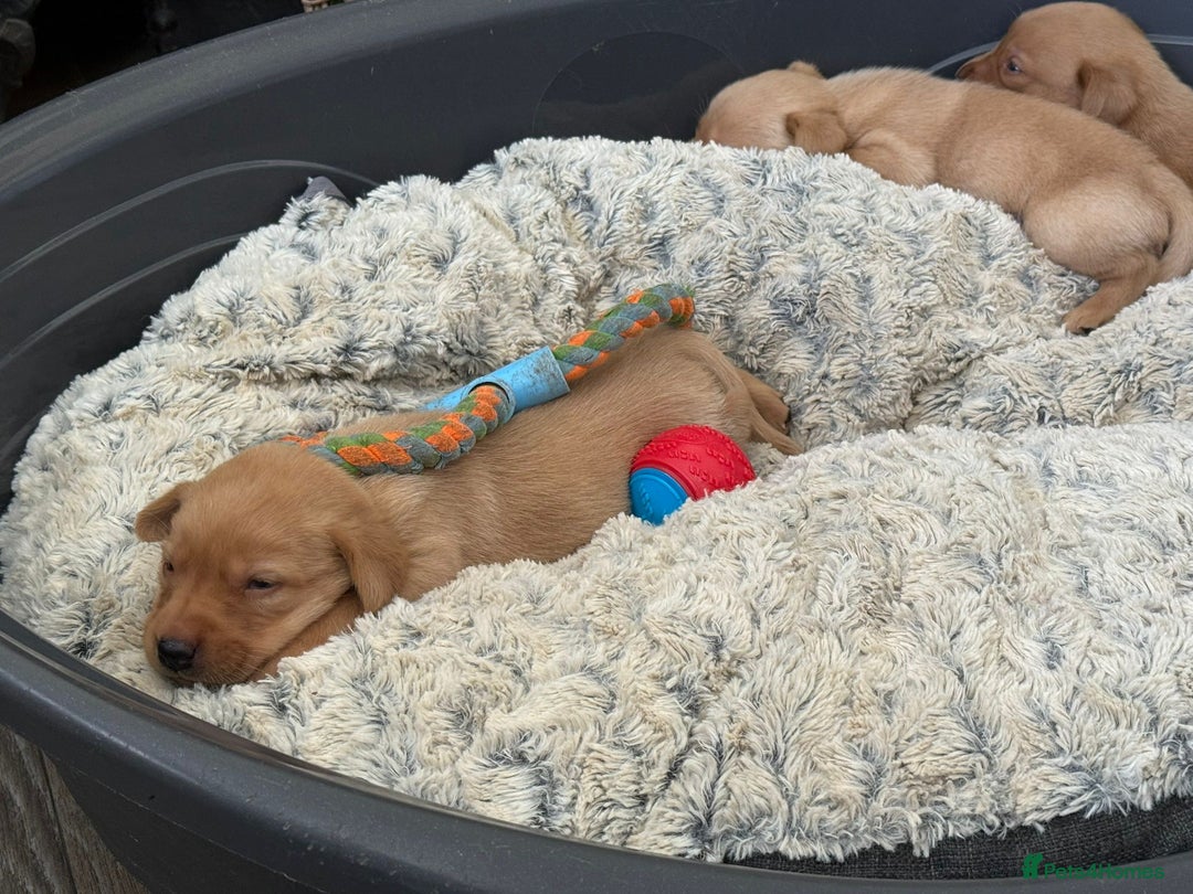 Labrador Retriever dogs for sale: Dark Red and Yellow KC reg DNA Clear Lab Puppies - Image 14