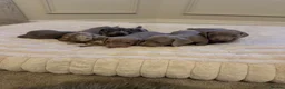 Miniature Dachshund dogs for sale: 🐾 KC Registered Miniature Dachshund Puppies 🐾 - Advert 2