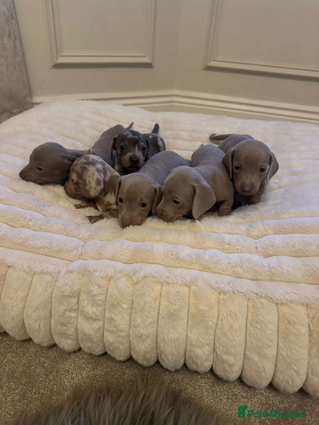 Miniature Dachshund dogs for sale: 🐾 KC Registered Miniature Dachshund Puppies 🐾 - Advert 2