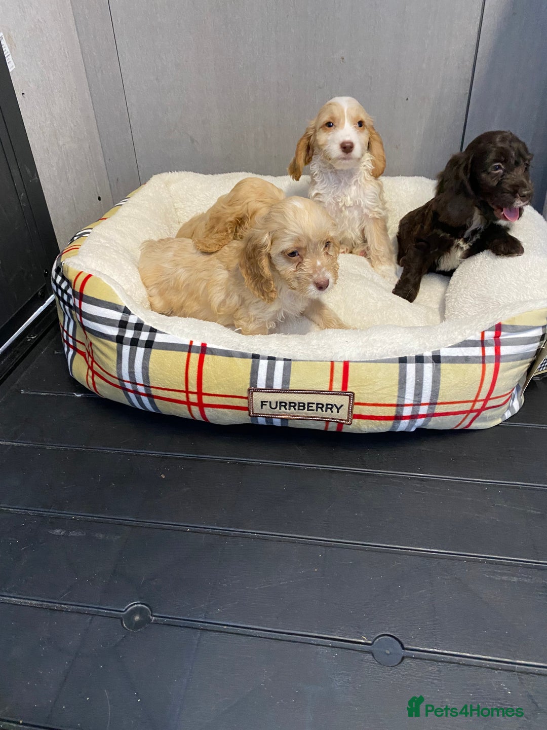 Cockapoo dogs for sale: AMAZING STUNNING F1 SHOW TYPE COCKAPOO  - Image 4