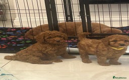 Cavapoo dogs for sale: outstanding Cavapoo’s, with heart tested parents - Advert 21