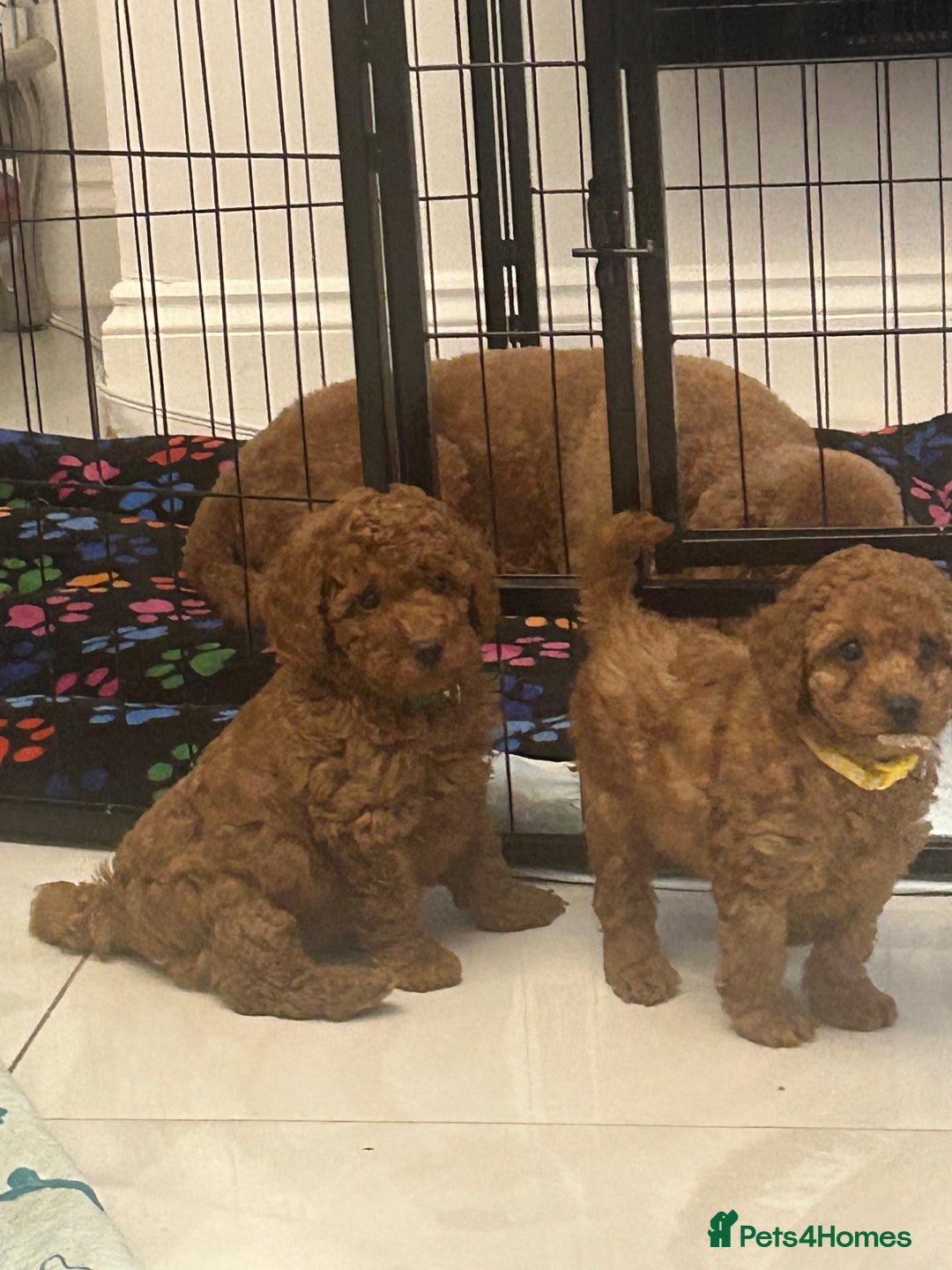 Cavapoo dogs for sale: outstanding Cavapoo’s, with heart tested parents - Advert 21