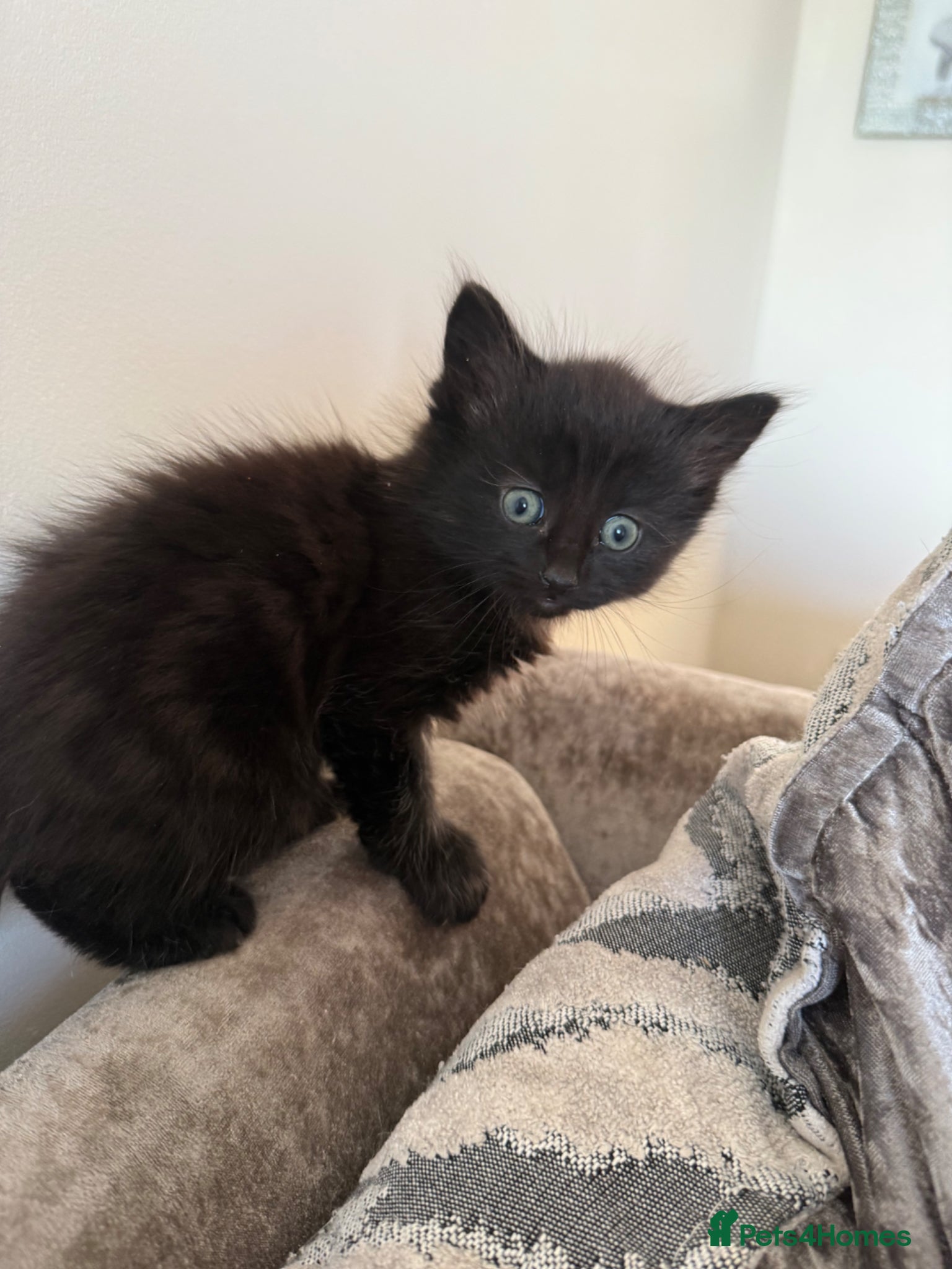 Mixed Breed cats Long haired pure black kitten  - Advert 1
