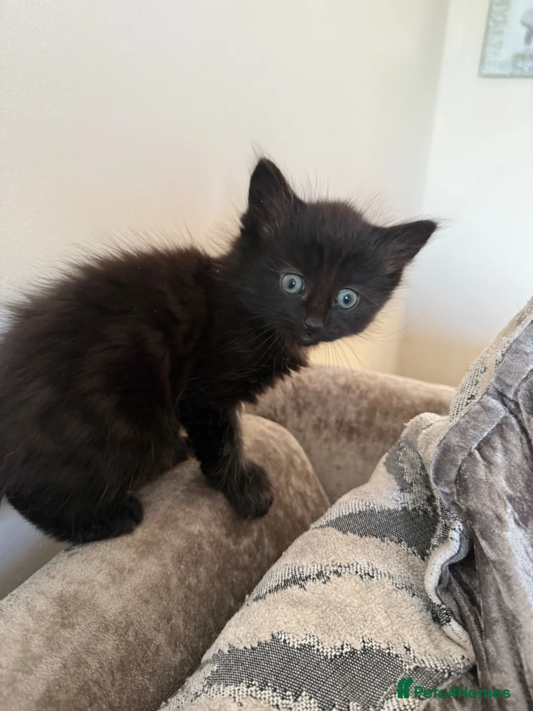 Mixed Breed cats for sale: Long haired pure black kitten  - Advert 1