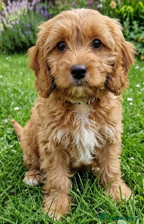 Cavapoo dogs Cavapoo Puppies looking for their forever homes - Advert 6