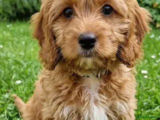 Cavapoo dogs Cavapoo Puppies looking for their forever homes - Advert 6