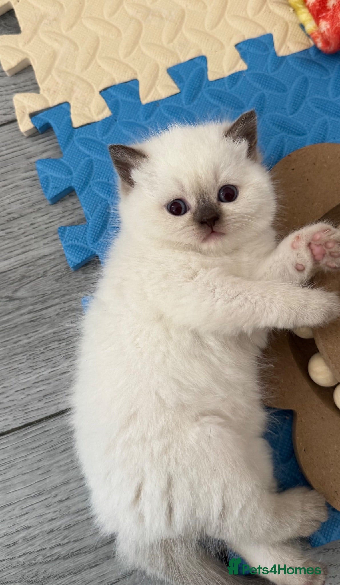British Shorthair cats British shorthair kittens  - Advert 2