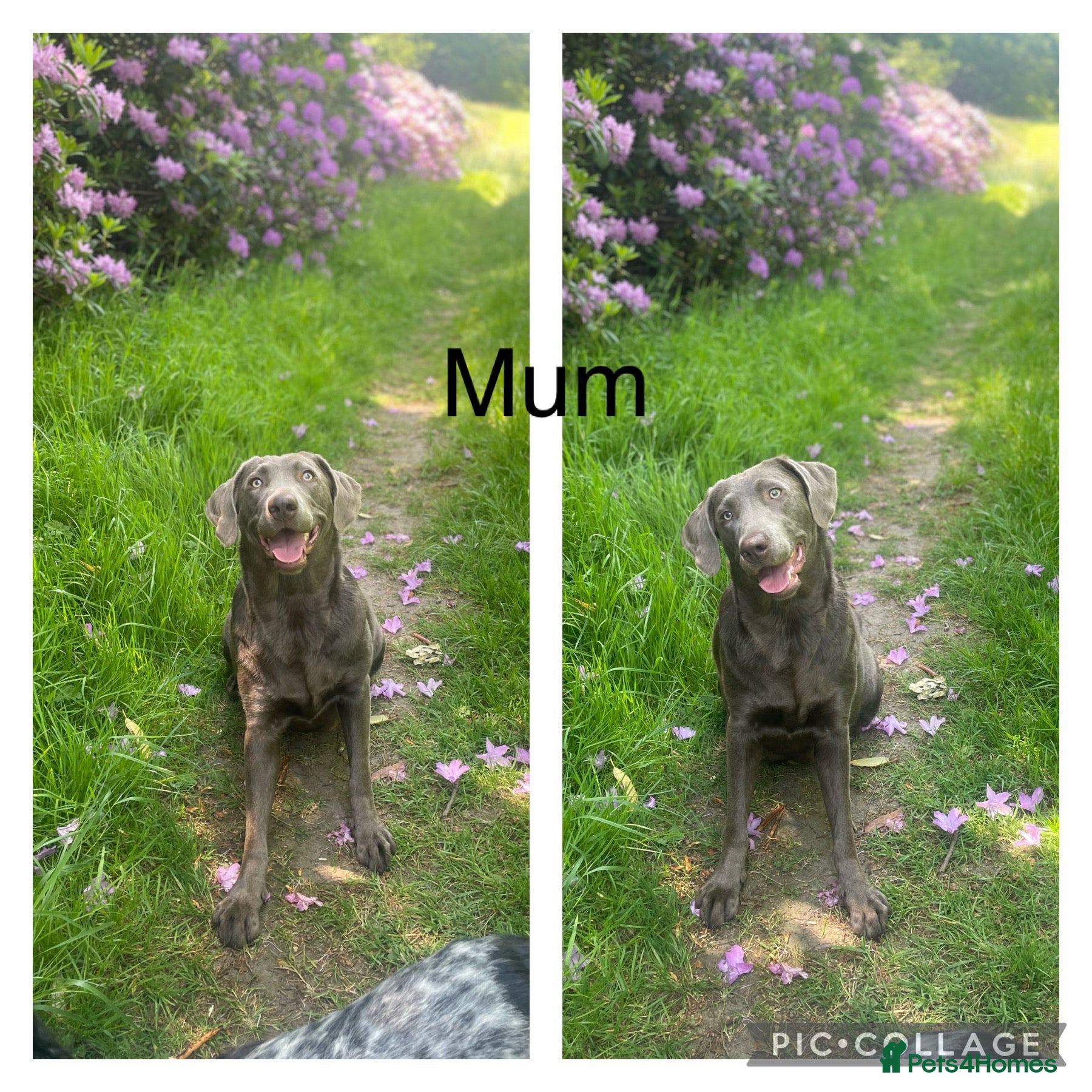 Labrador Retriever dogs for sale: 🌸Extensively health tested KC silver Labrador’s🌸 - Advert 1