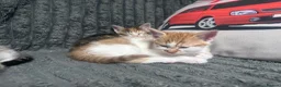 Mixed Breed cats for sale: 2 Male and 1 Female Kitten. - Advert 6