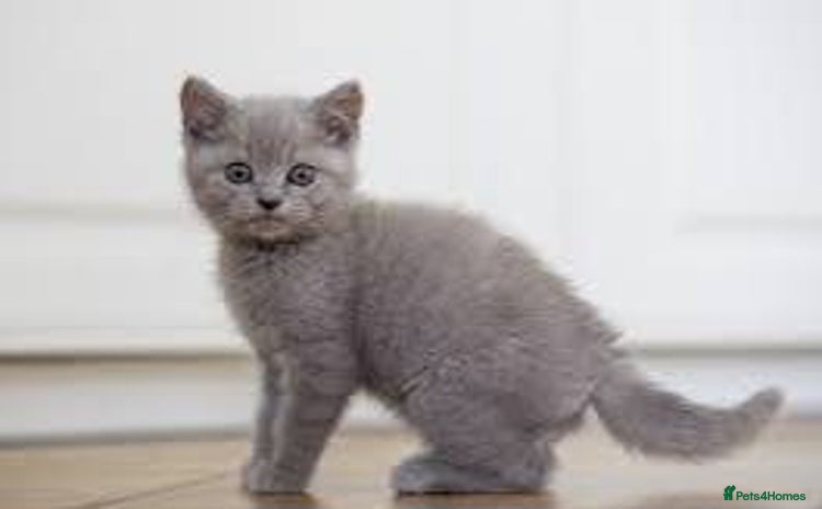 Bombay cats - Advert 1