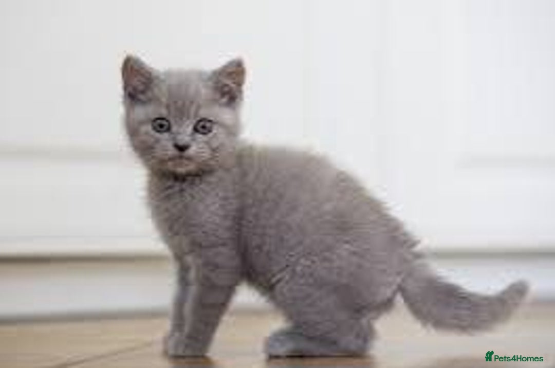 Bombay cats for sale: Grey kitten - Image 1