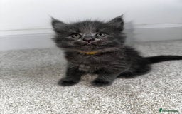 Maine Coon cats for sale: Rare Maine Coon/Russian Blue Kittens - Image 3