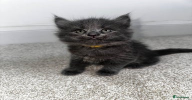 Maine Coon cats - Advert 8