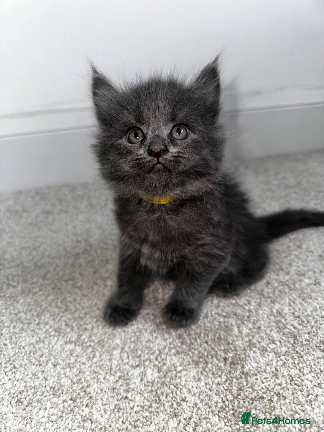 Maine Coon cats for sale: Rare Maine Coon/Russian Blue Kittens - Image 3