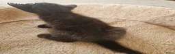 Mixed Breed cats for sale: Beautiful Domestic Shorthair Female Kitten - Advert 10