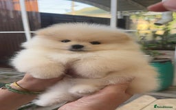 Pomeranian dogs for sale: Pomeranian male and female color light cream - Image 1