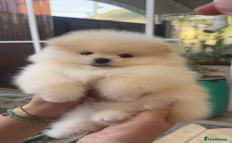 Pomeranian dogs - Advert 12