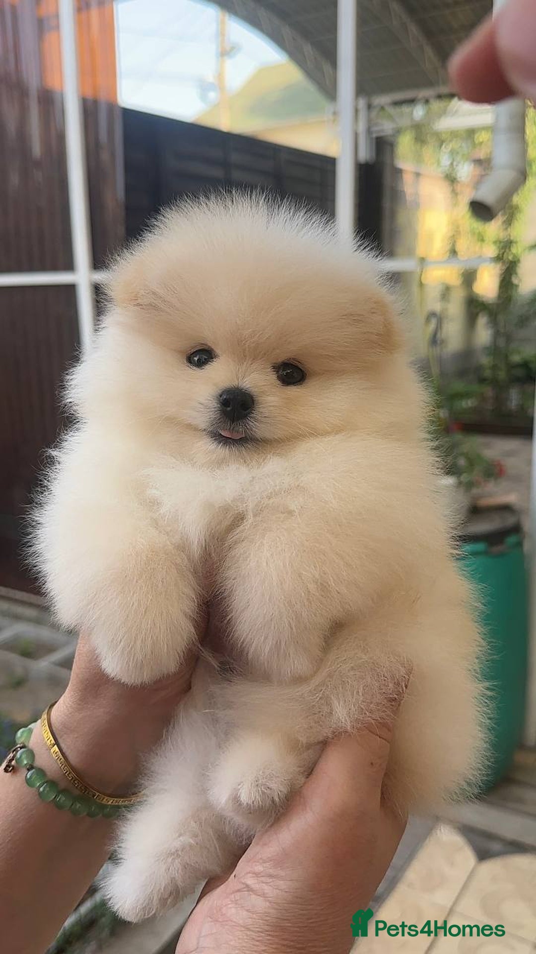 Pomeranian dogs for sale: Pomeranian male and female color light cream - Image 1