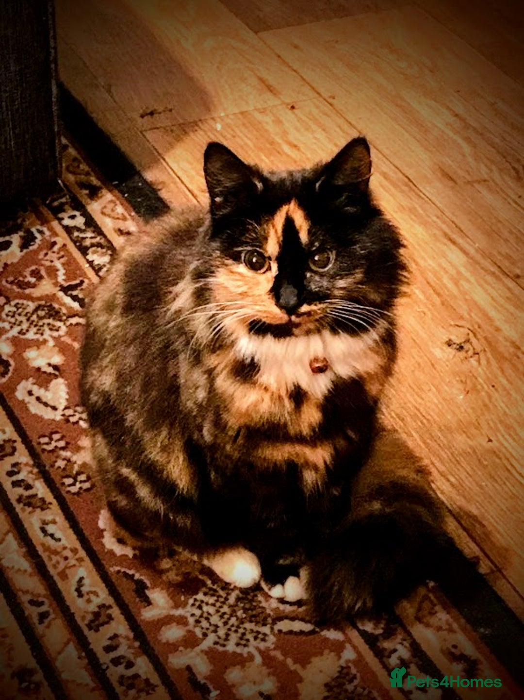 Maine Coon cats for sale: Exceptional Maine Coon x BSH Kittens Available Now - Image 2