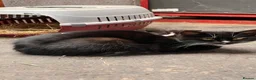 Mixed Breed cats for sale: Beautiful kittens - last to go - Advert 1