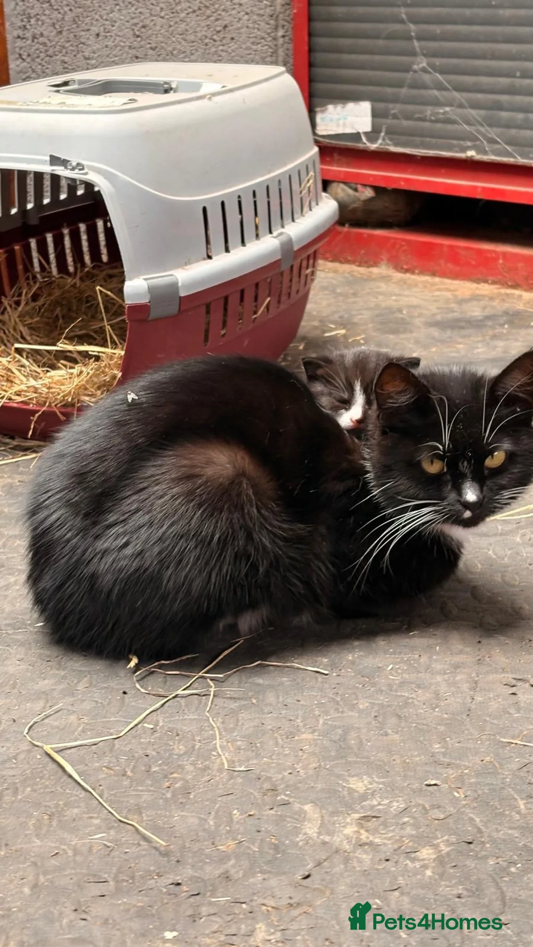 Mixed Breed cats for sale: Beautiful kittens - last to go - Advert 1