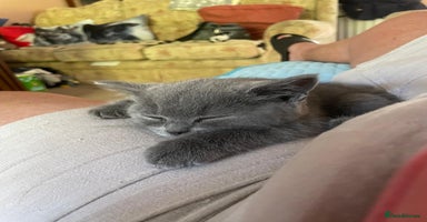 British Shorthair cats - Advert 11