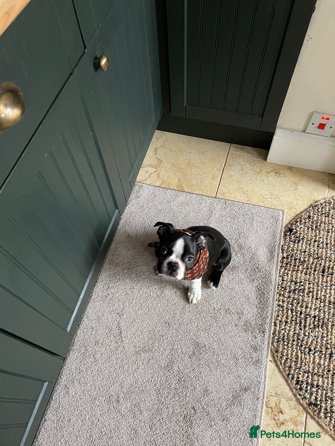 Boston Terrier dogs for sale: Wildax Boston Terrier  - Advert 4