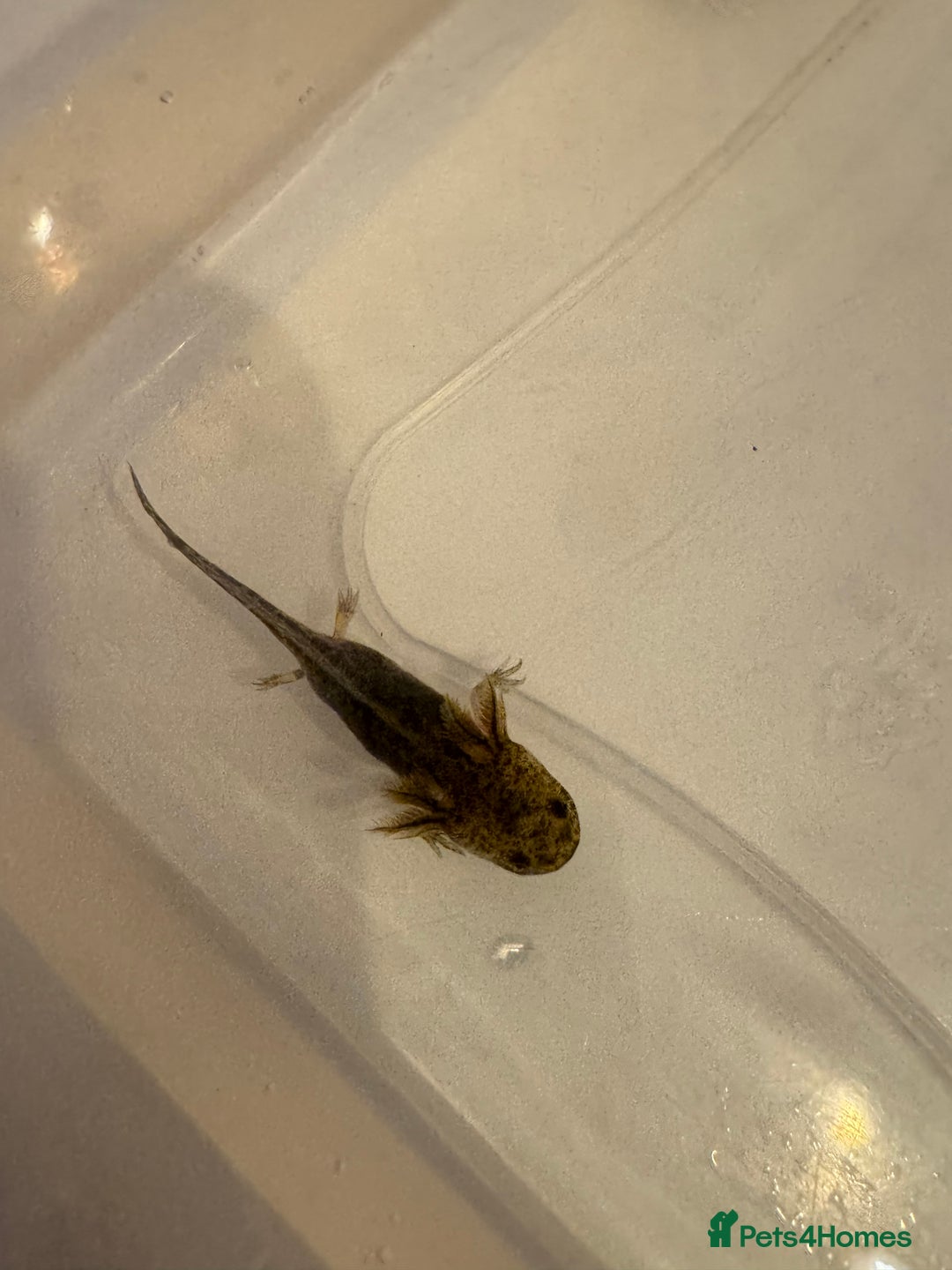 Axolotl reptiles for sale: Axolotl - Image 10