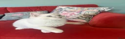 Ragdoll cats for sale: GCCF Mitted Lilac Lynx Active boy - Advert 8
