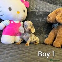 Miniature Dachshund dogs Miniature Dachshund - Advert 8