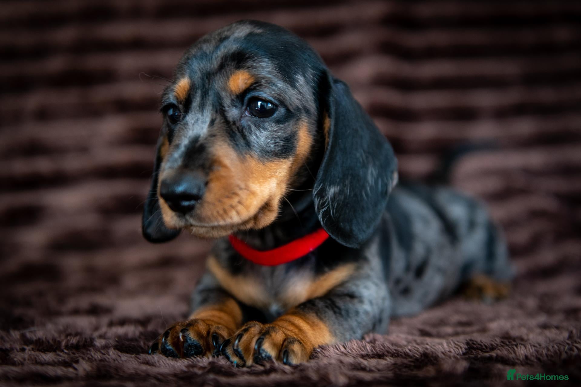 Miniature Dachshund dogs Mini Dachshunds Ready Now. - Advert 1