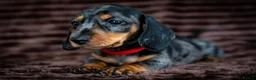 Miniature Dachshund dogs for sale: Stunning Mini Dachshunds. - Advert 10