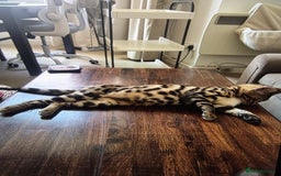 Bengal cats for sale: 7 month old pure bengal - Image 2