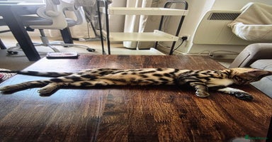 Bengal cats - Advert 5