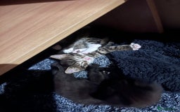 British Shorthair cats for sale: Beautiful boys looking for homes - Image 8