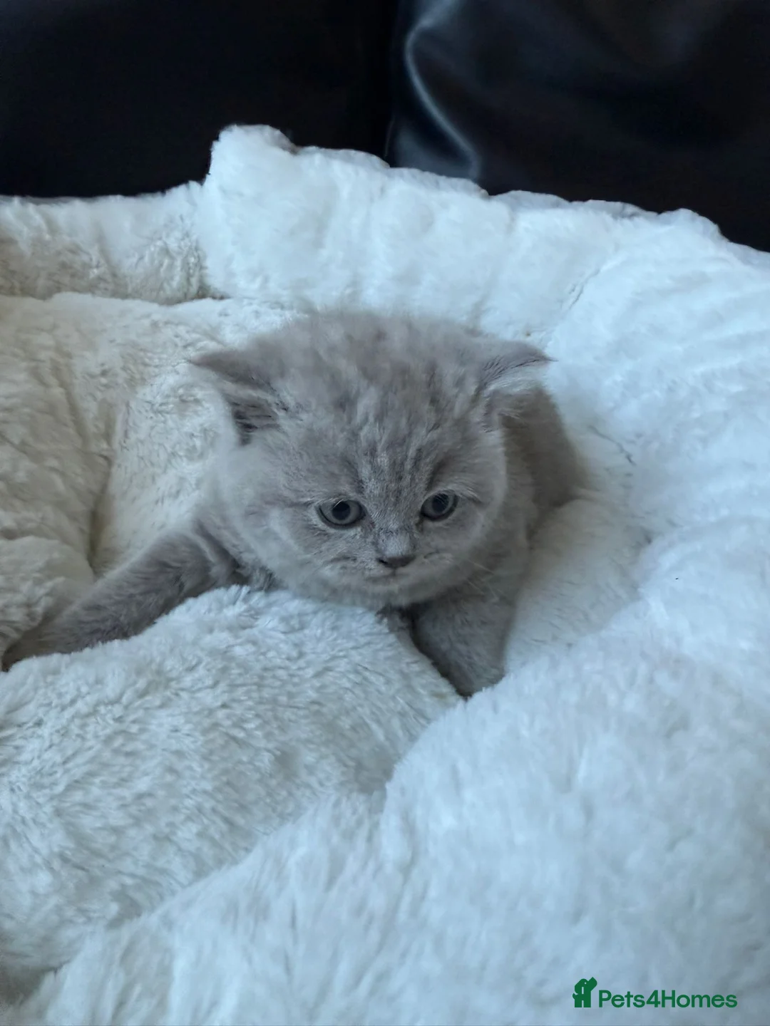 British Shorthair cats for sale: 2 British shorhair girls available  - Advert 10