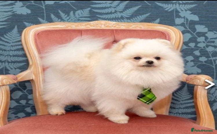 Pomeranian dogs - Advert 12