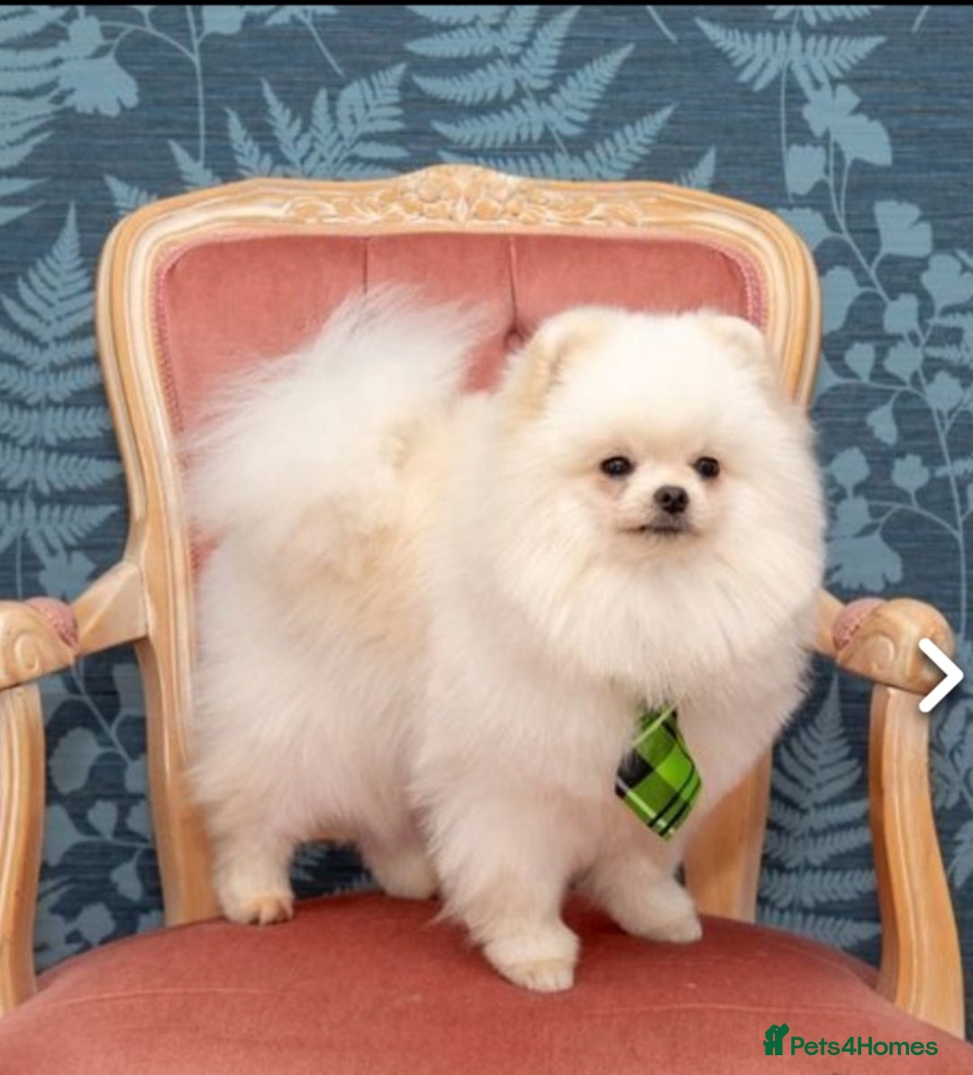 Pomeranian dogs for stud: Small stud - Image 6