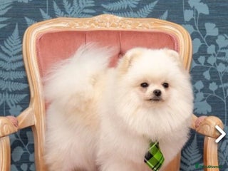 Pomeranian dogs - Advert 38