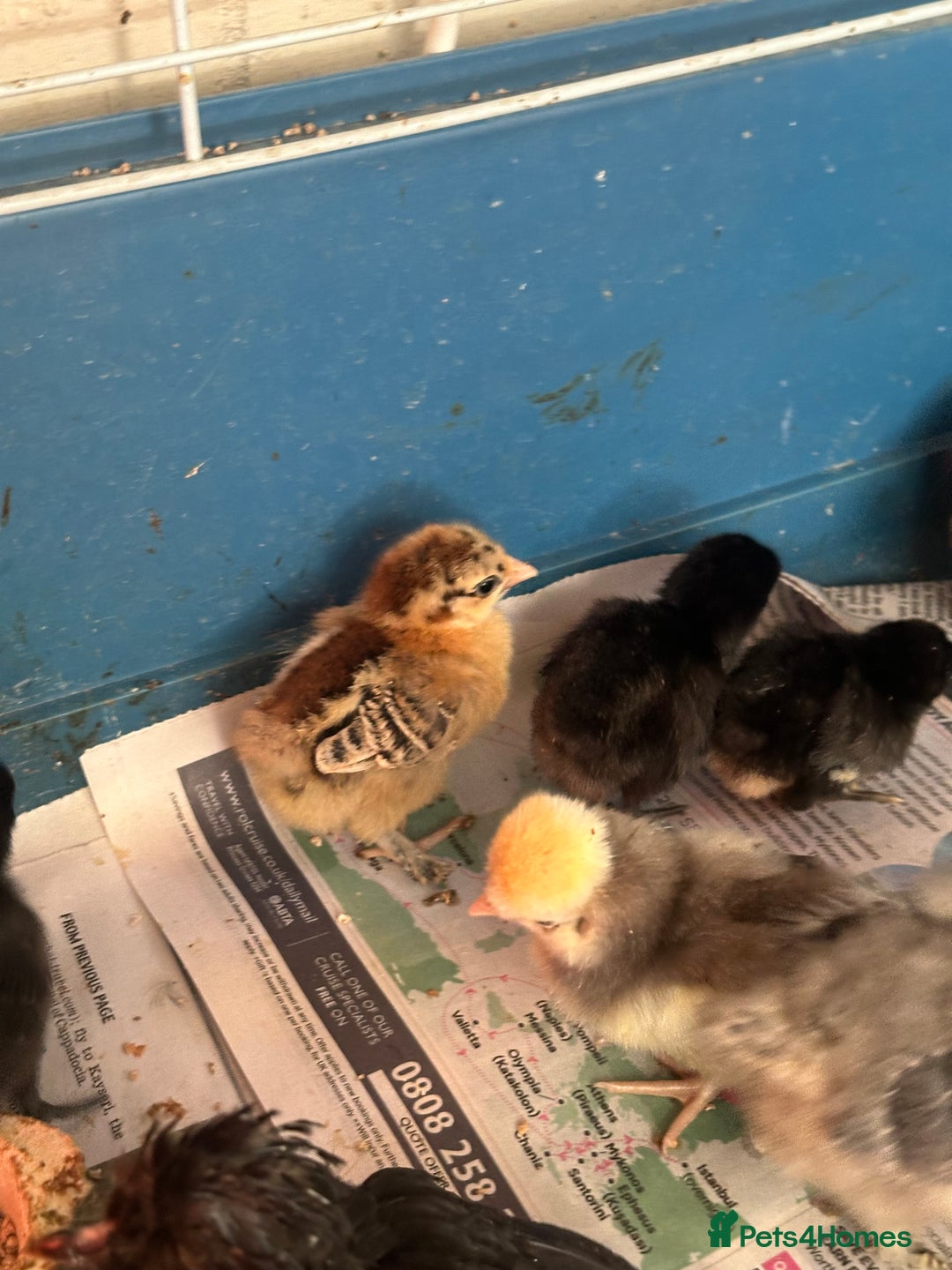 Chickens poultry for sale: Chicks polish silkies Pekin Brahma chickens  - Image 3