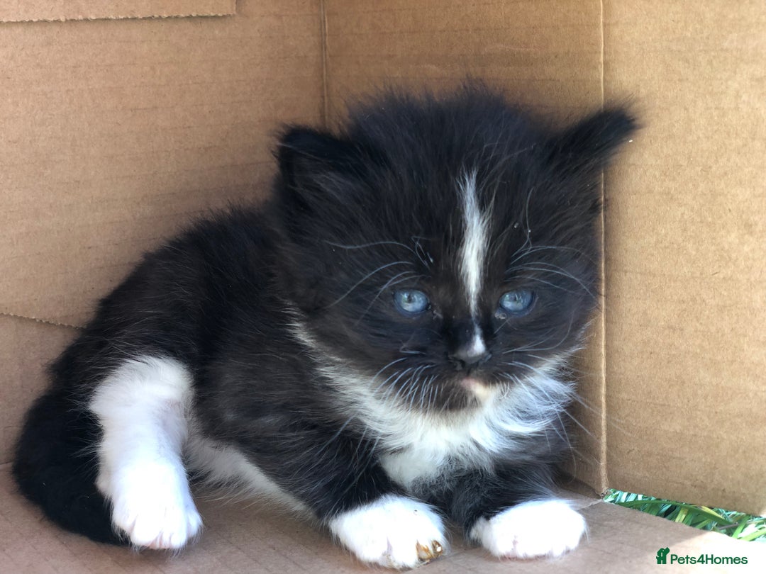 Mixed Breed cats for sale: Delilah’s kittens - Image 2