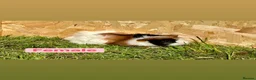 Guinea Pig rodents for sale: Female and male guinea pigs  - Advert 18
