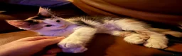Maine Coon cats for sale: Wednesday is still looking for her forever home  - Advert 22