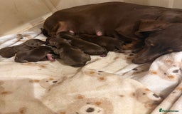 Miniature Dachshund dogs for sale: Beautiful miniature Dachshund puppies ❤️  - Image 8