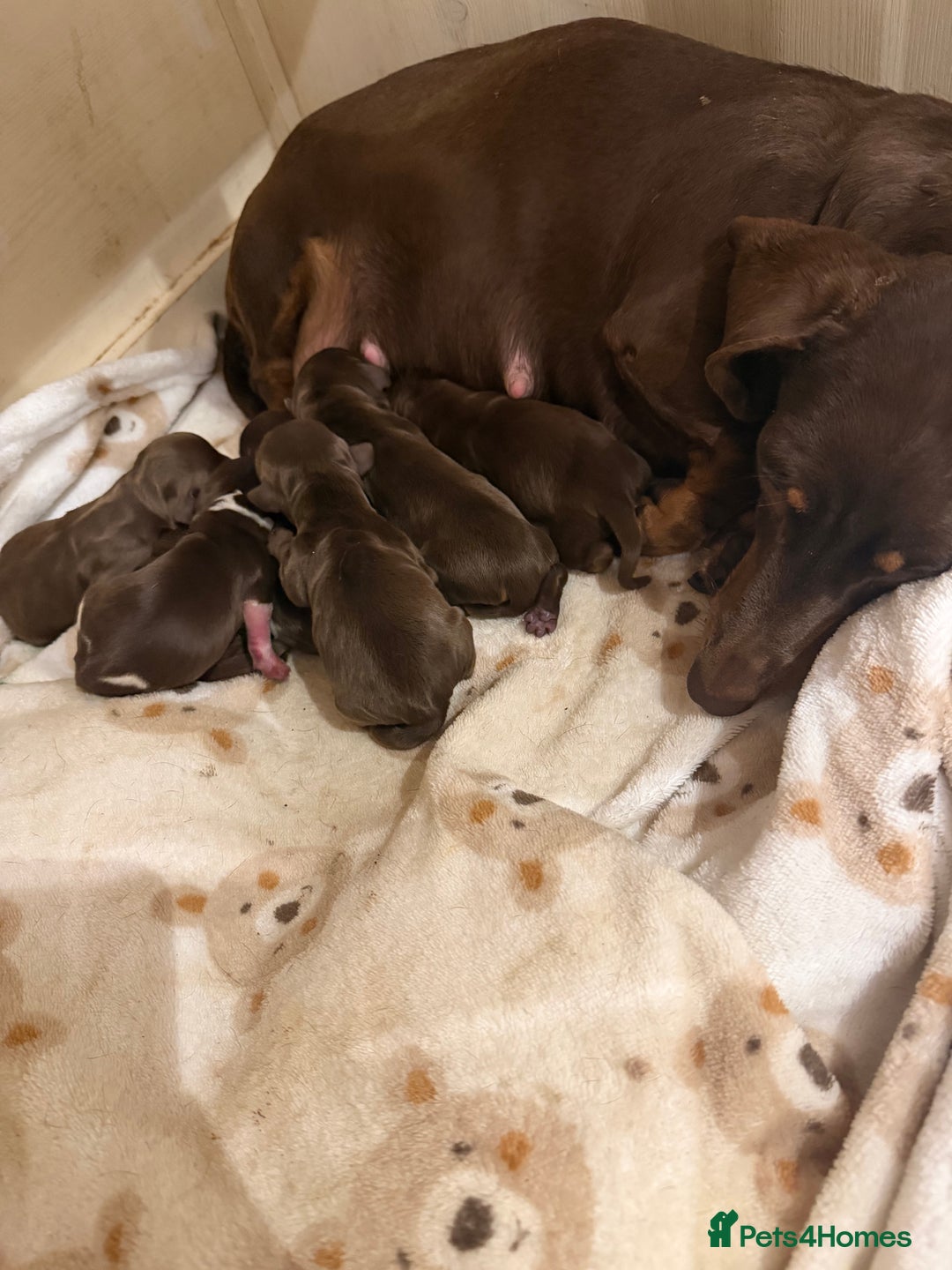 Miniature Dachshund dogs for sale: Beautiful miniature Dachshund puppies ❤️  - Image 8