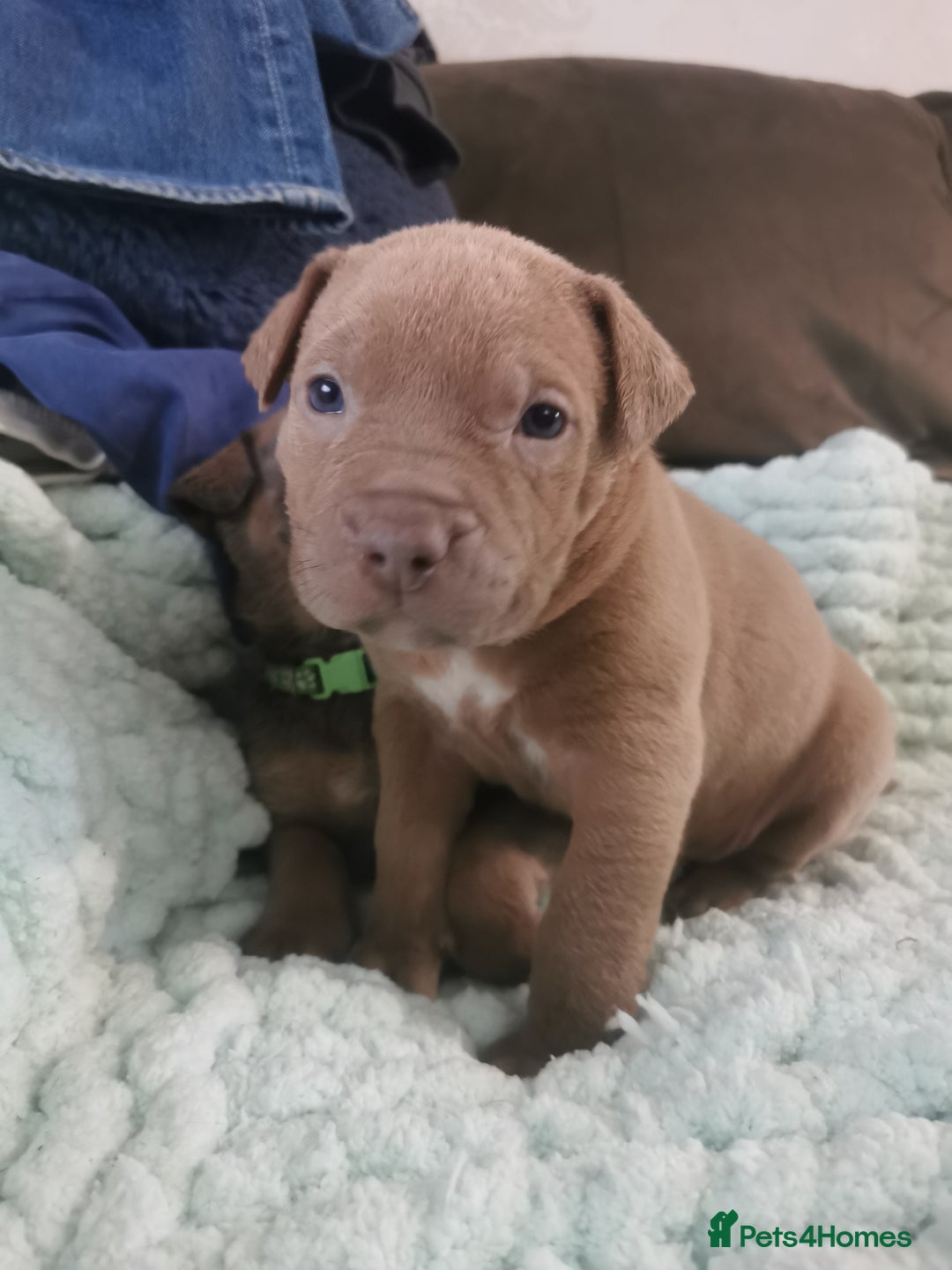 Cane Corso dogs for sale: Cane corso puppies - Advert 12