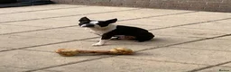 Boston Terrier dogs for stud: Boston Terriers for Stud  - Advert 8