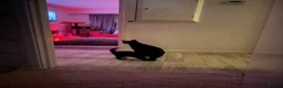 Bombay cats for sale: Beautiful Kittens – Ready to Rehome - Advert 2