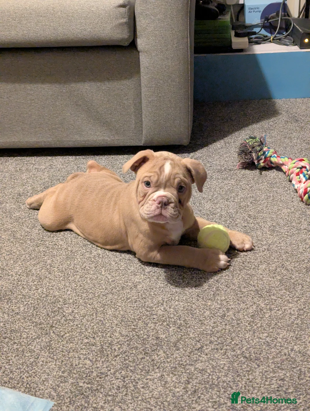 Mixed Breed dogs for sale: BEAUTIFUL GIRL LILAC OLD TYME BULLDOG  - Advert 7