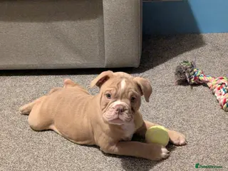 Mixed Breed dogs BEAUTIFUL GIRL LILAC OLD TYME BULLDOG - Advert 1